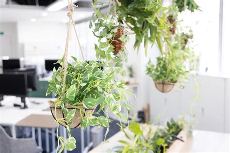 職場 植物|オフィス緑化とは？ その効果やおすすめの観葉植物。